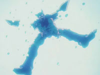 Cell es destrudo por el Kame Hame Ha de Son Gohan